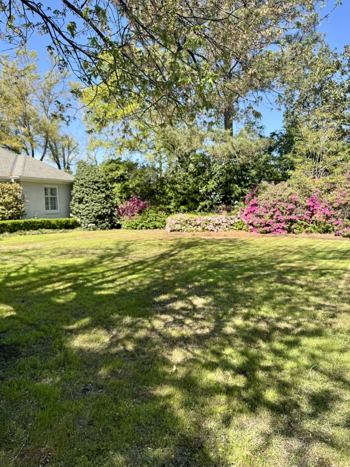 Professionally maintained lawn with blooming azaleas in Wilmington, NC by Live Oak Lawn Care
