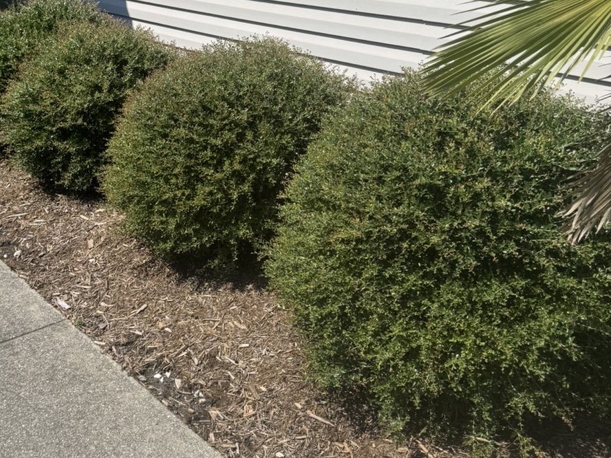 Overgrown scraggly hedges before trimming — Wilmington NC
