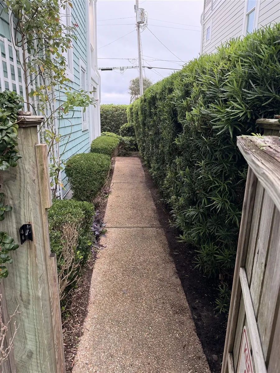 After trimming: a shaped hedge and cleared walkway beside the same home
