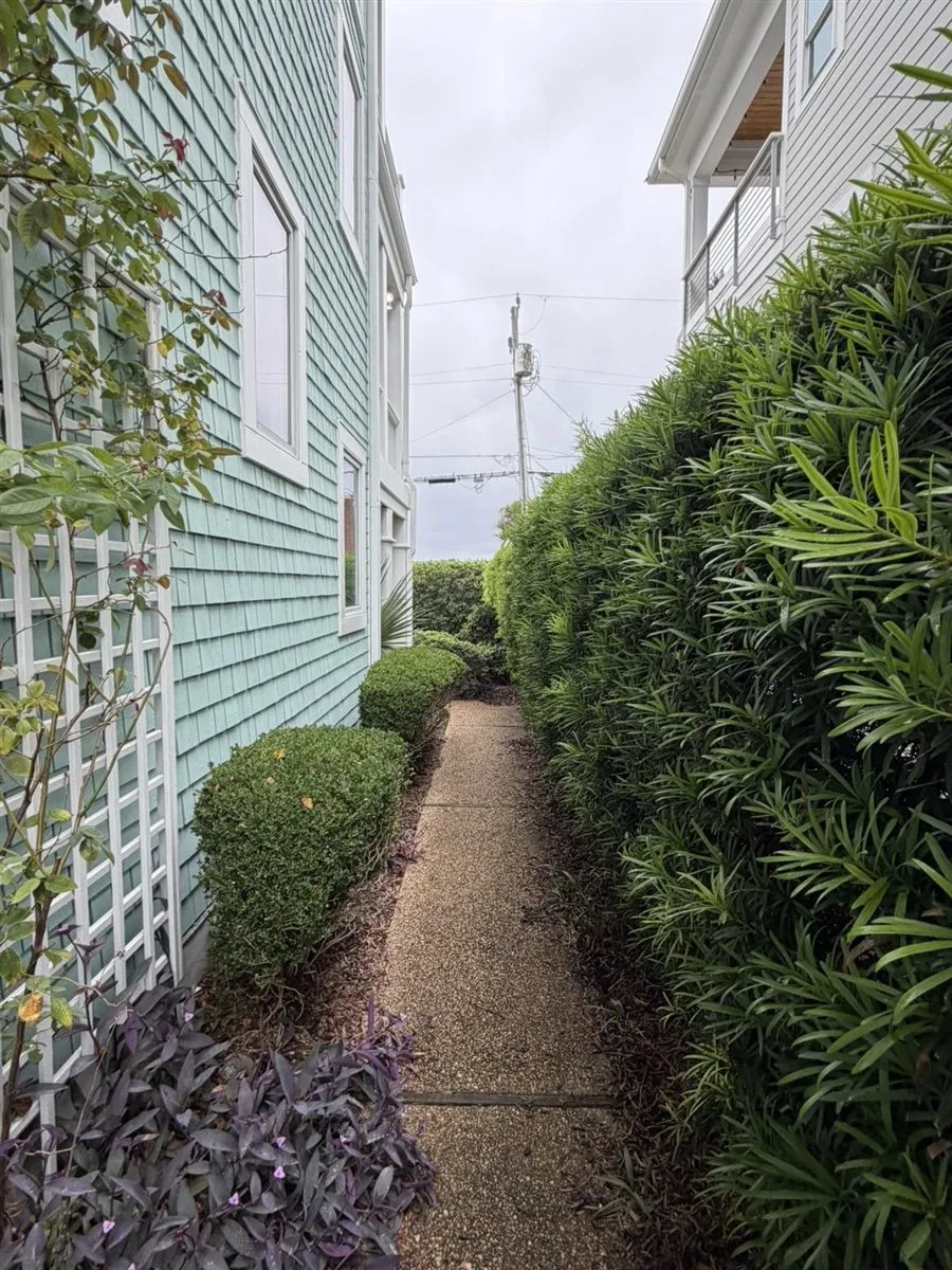 Before trimming: uneven hedge growth beside the narrow side-yard walkway