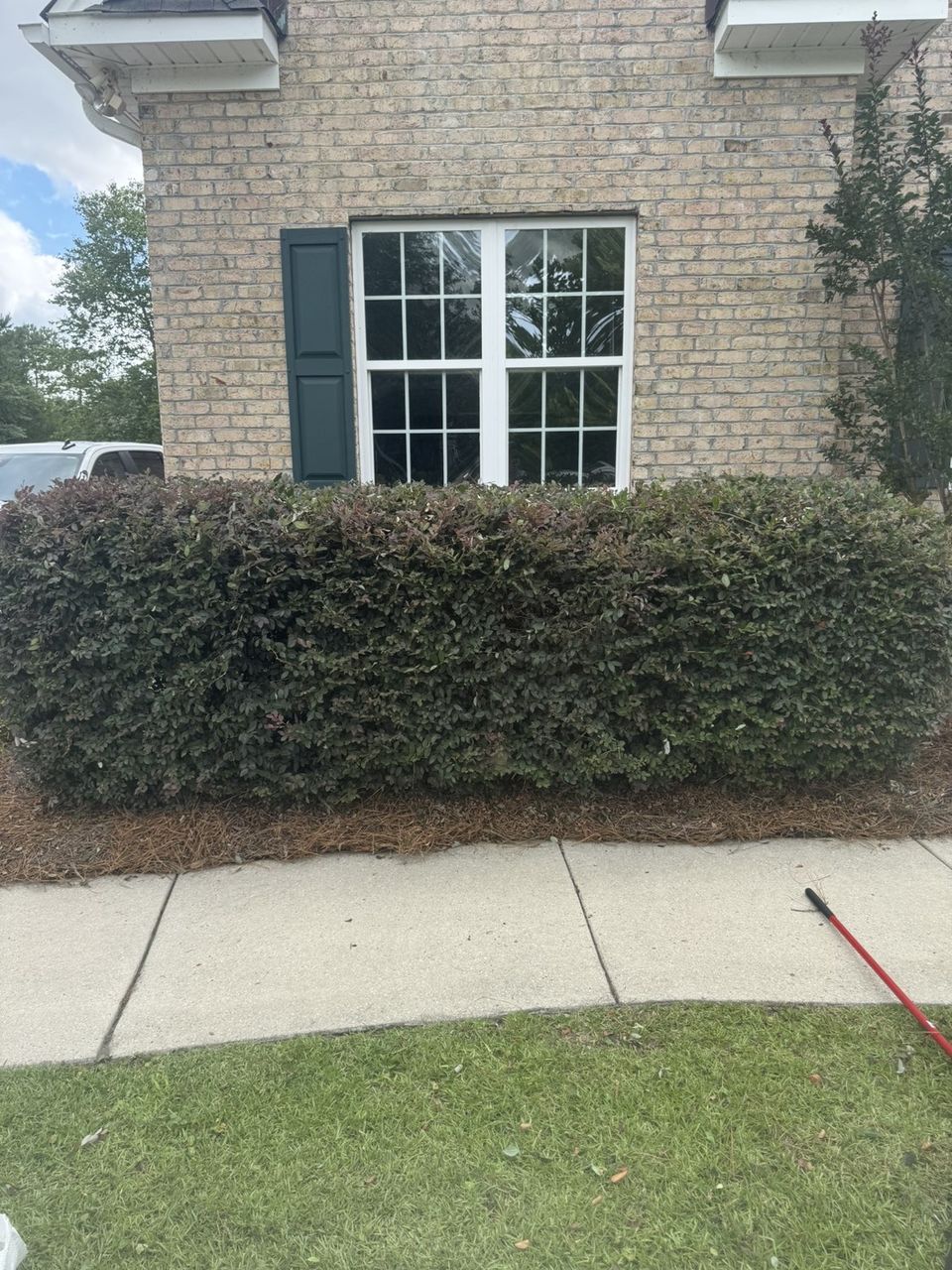 Crisp level hedge line trimmed along a front walkway, Wilmington NC hedge trimming