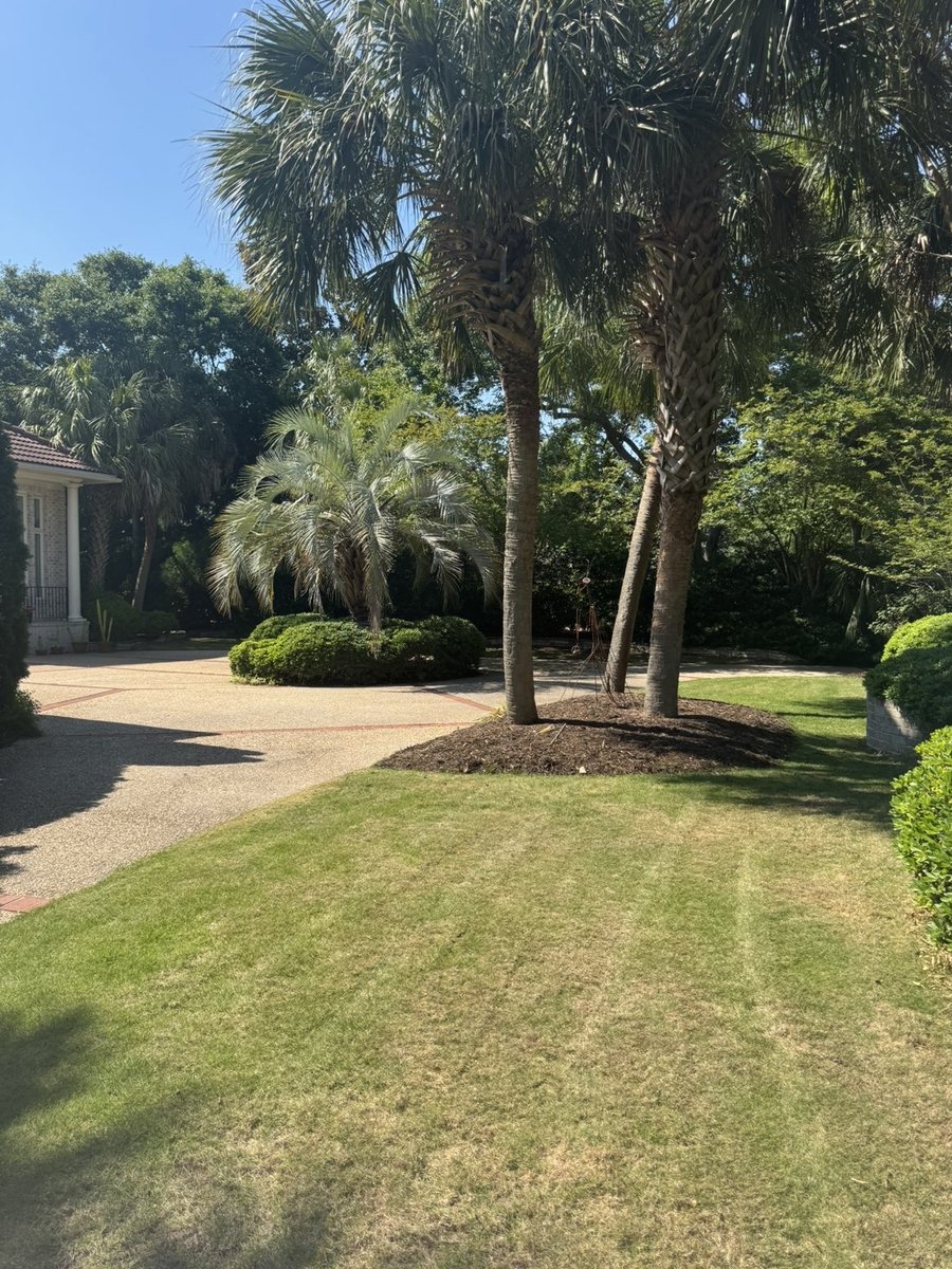 Palm-lined driveway with fresh mow lines, Wilmington NC