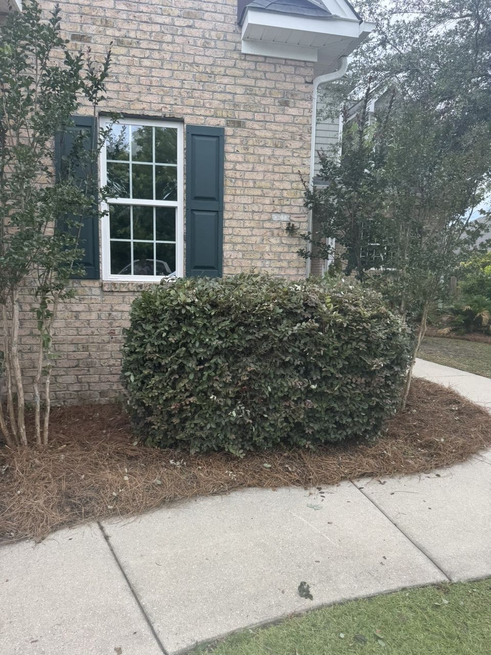 Cleanly shaped shrub with fresh pine straw bed beside a brick home, Wilmington NC